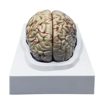 Модел на човешкия мозък Модел на напречното сечение на мозъка Чудесна образователна играчка Инструмент за изучаване на анатомични функции на човека